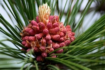 leaves, pods and cones
